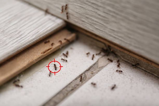 Best Residential Pest Control  in Sanibel, FL