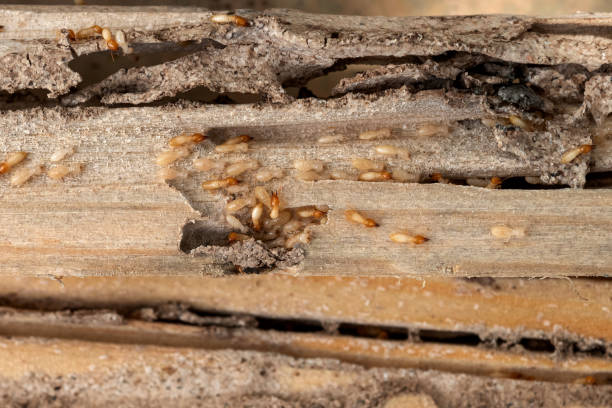 Best Affordable Pest Control Services  in Sanibel, FL